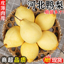 正宗河北鸭梨新鲜梨子水果应当季 现摘脆甜水晶梨雪梨鸭梨大果整箱