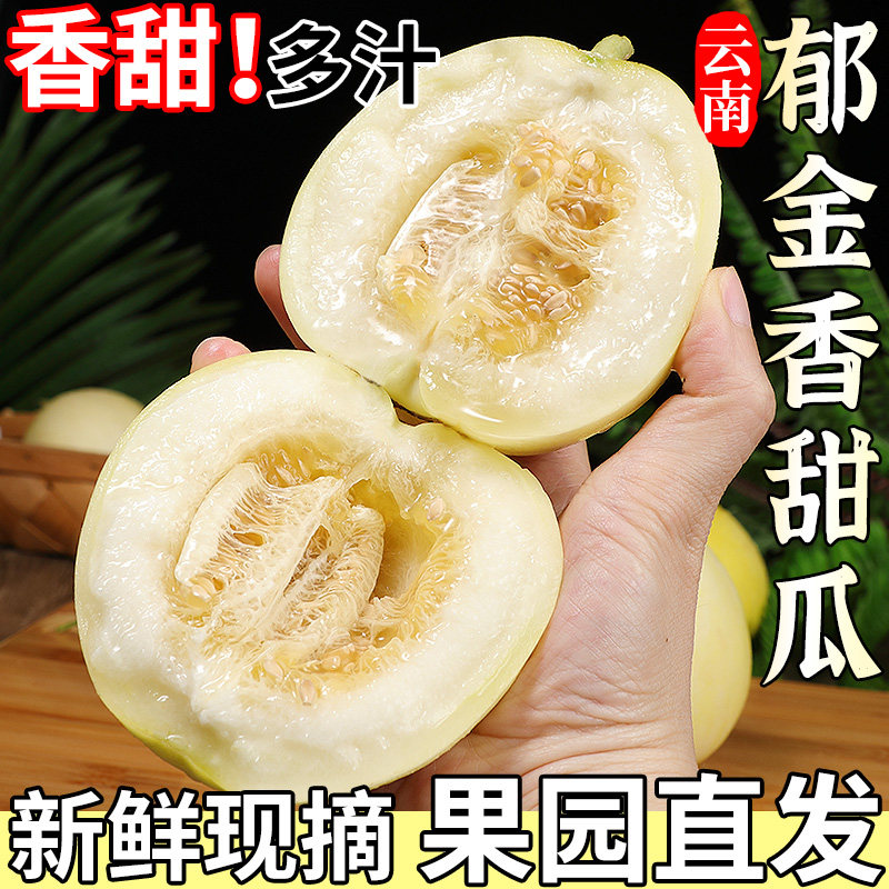 正宗云南郁金香甜瓜新鲜水果当季现摘脆甜香瓜蜜瓜网纹哈密瓜整箱