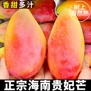 海南贵妃芒新鲜芒果应当季水果树上熟红金龙辣椒芒甜心芒大果整箱