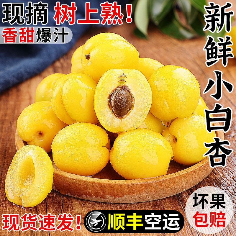 产地直发！正宗新疆小白杏！香甜