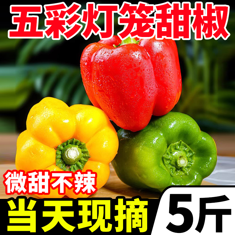 新鲜彩椒五彩椒5斤当季现摘七彩圆椒绿青椒灯笼甜椒新鲜蔬菜包邮3