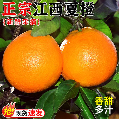 果园现摘!正宗江西夏橙!香甜可口