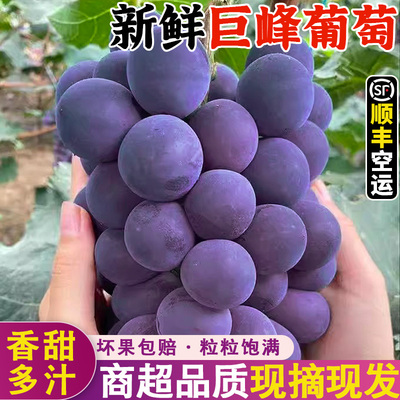 整串大颗粒！浦江巨峰葡萄！现摘