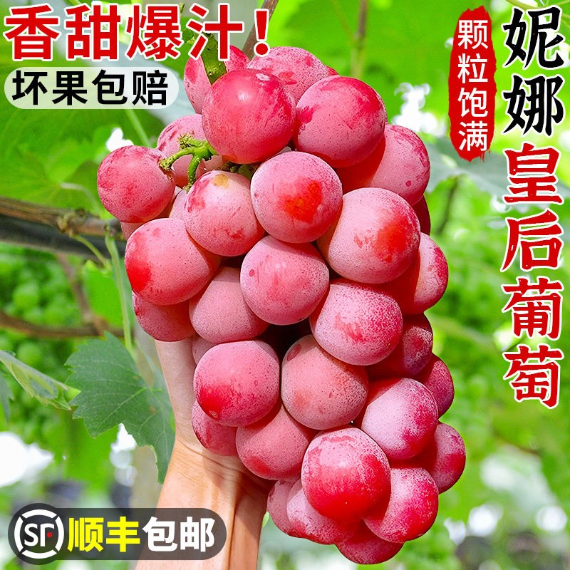 正宗妮娜皇后葡萄新鲜无籽红宝石应当季水果女皇尼娜红提顺丰包邮