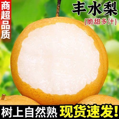 现摘！莱阳丰水梨！皮薄肉厚！