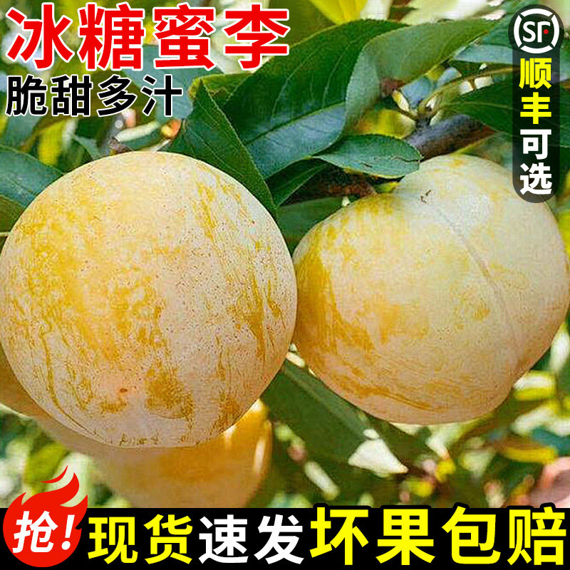 正宗冰糖李桃花李新鲜李子水果四川蜂糖李子黄金奈李孕妇整箱包邮