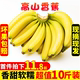 云南高山香蕉10斤新鲜当季水果大芭蕉小米蕉甜香蕉皇帝蕉整箱包邮