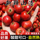 包邮 新鲜山楂果当季 现摘山楂鲜果山里红果大山楂干片冰糖葫芦专用