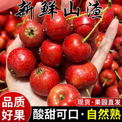 颗颗甄选丨新鲜山楂果丨自然成熟