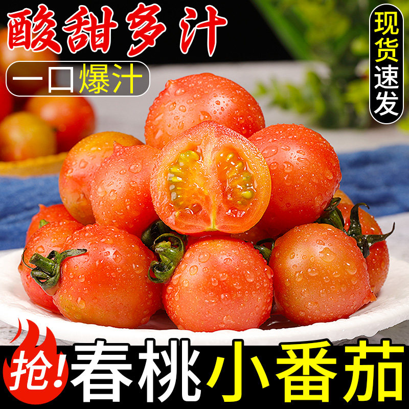 福建春桃小番茄圣女果5斤新鲜现摘西红柿小番茄当季特产水果蔬菜3