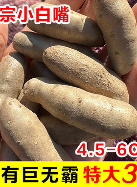 2026新鲜小白嘴山药豆特大3斤装