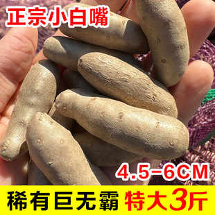 2026新鲜小白嘴山药豆正宗铁杆淮山药铁棍山药蛋山药种特大3斤装