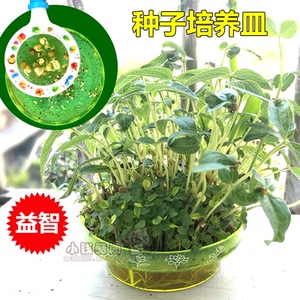 儿童科学探索玩具植物种子培育 种子培养皿 幼儿园小学科学实验课