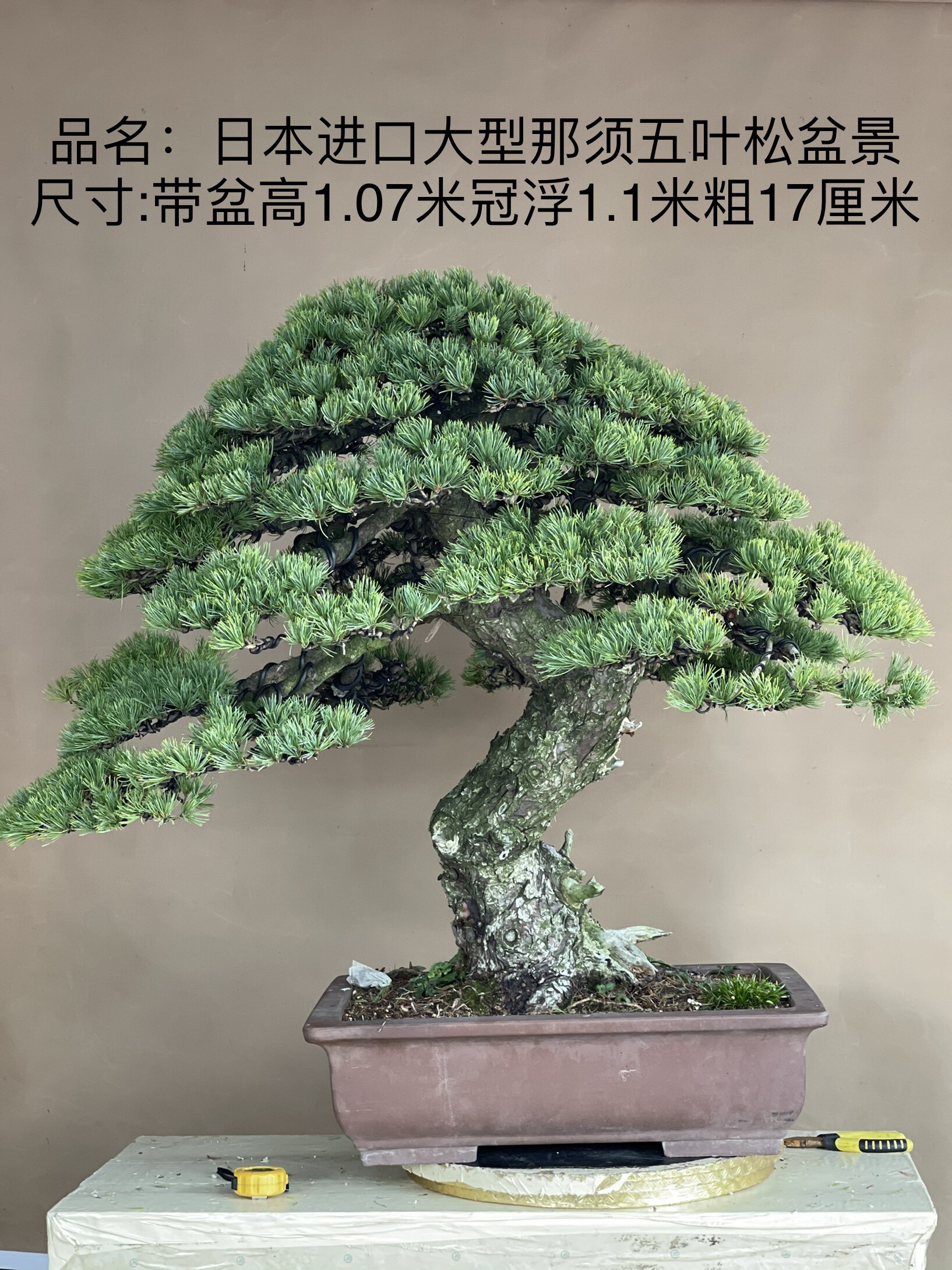 一物一发四季常青日本那须五针松盆景树桩五葉松老桩盆栽