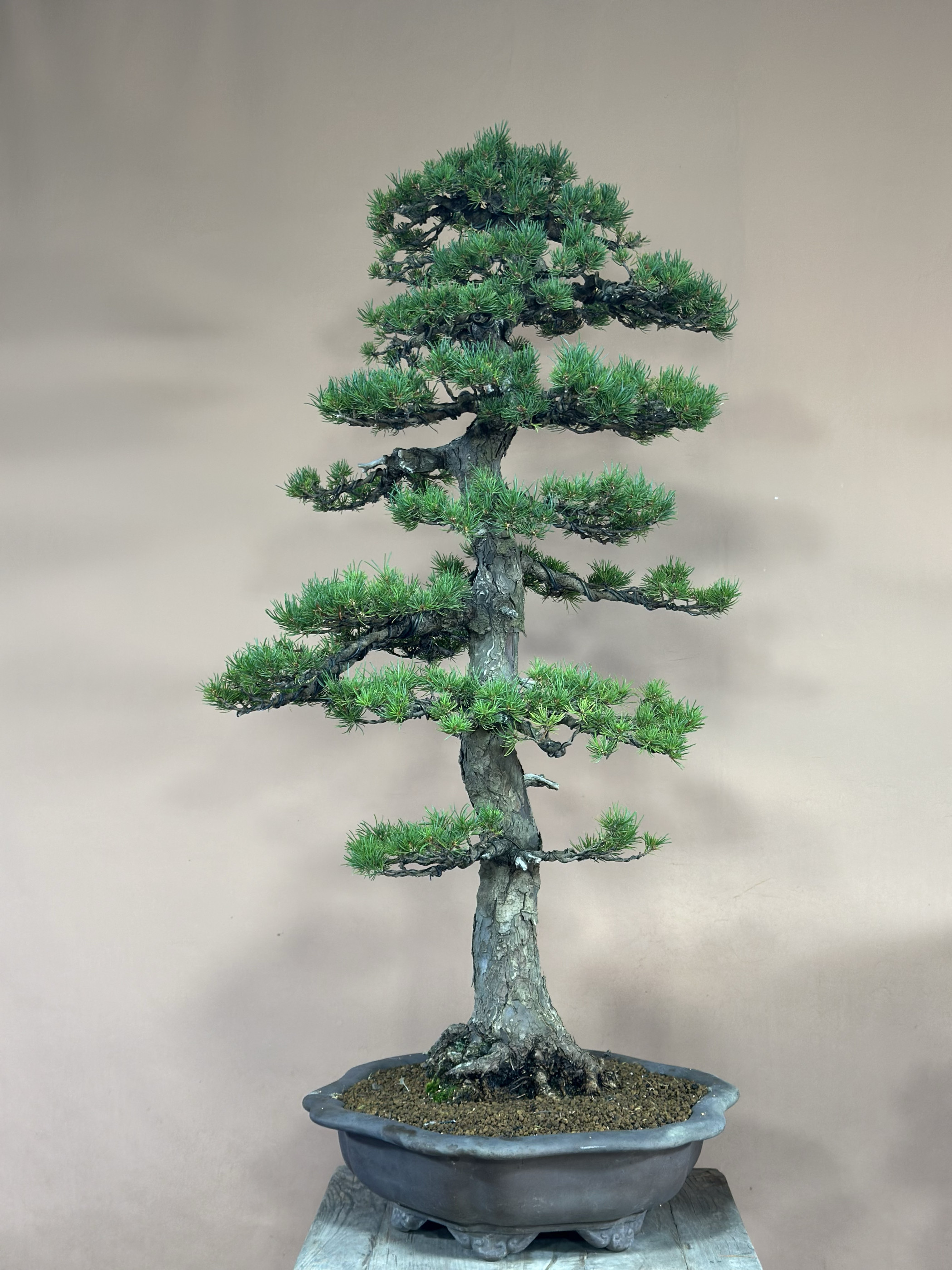 日本瑞祥好品种松树短叶性盆景老桩盆栽植物四季常绿