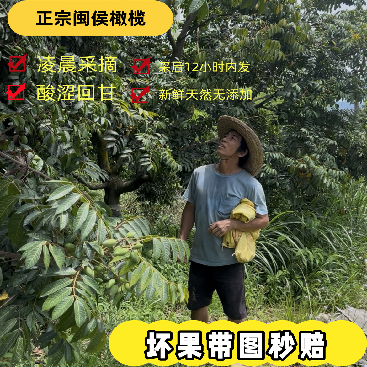 产地现摘檀香鲜食橄榄24小时发