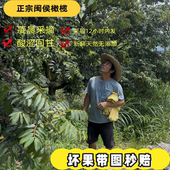 无添加 潮汕生吃煲汤泡酒 正宗闽侯新鲜青橄榄 福建鲜食檀香橄榄