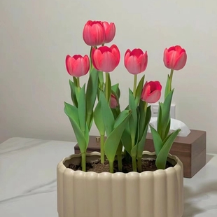 荷兰进口郁金香种球土培带芽5度球耐寒室内外阳台土培栽好发货