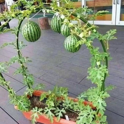 新品2K西瓜种子薄皮高产少籽红瓤