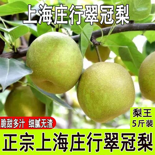 上海蜜梨庄行翠冠梨脆甜多汁