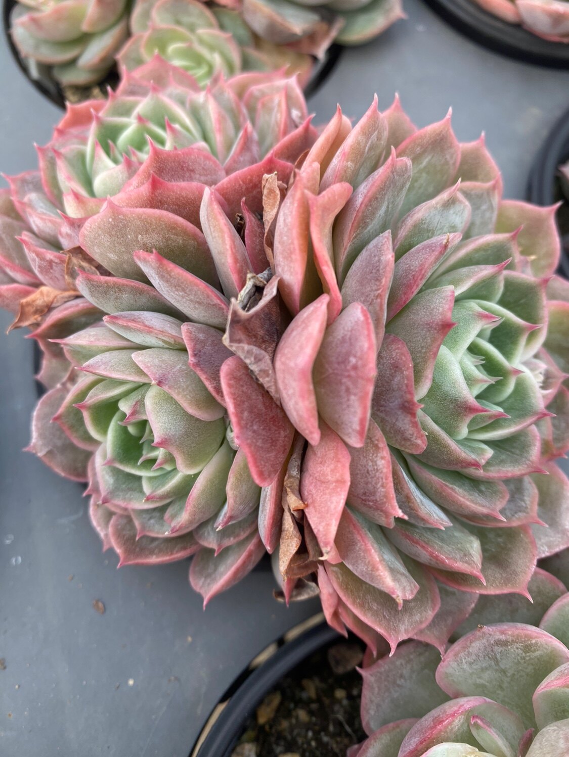 昂斯诺多肉植物仙粉状态室内阳台庭院好养多肉植物10棵起