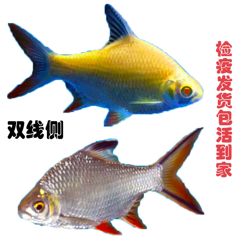 泰国鲫双线侧元宝鲫金凤银凤鱼龙鱼配鱼中层鱼观赏鱼热带鱼金银鲫