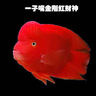 起头平嘴财神好养热带观赏鱼活体