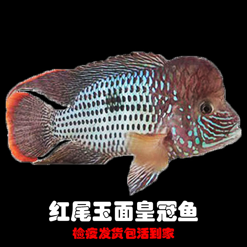 红尾皇冠鱼绿巨人淡水鱼起头起头
