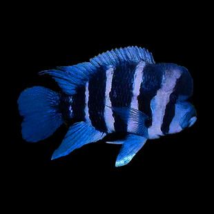 伊巴卡六间鱼苗台系三湖慈雕萨伊蓝六间热带观赏鱼大额头六间活体