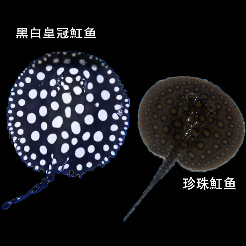 皇冠珍珠黑白皇冠魟龙鱼白子魟鱼
