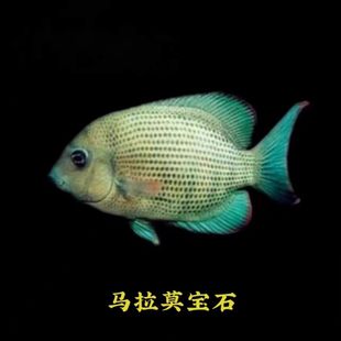 马拉莫宝石鱼马达加斯加小恶魔淡水热带鱼小鱼
