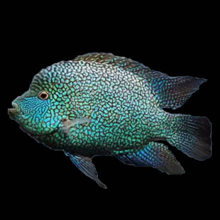 南美慈雕鱼德州豹绿巨人鱼观赏热带鱼淡水德萨斯豹鱼满天星活体