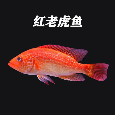 红老虎鱼观赏鱼淡水鱼大型热带
