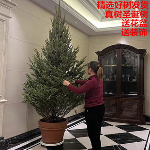 真树圣诞树的松树室内活树云杉圣诞树盆栽真树挪威云杉真的圣诞树