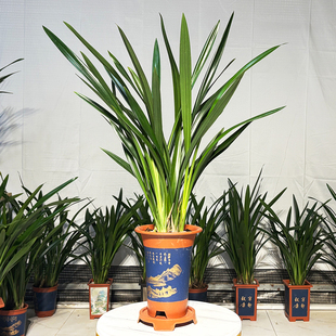 墨兰盆栽企黑兰花带花苞年宵报岁兰国兰剑兰室内客厅四季常绿植物