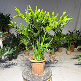 龙鳞春羽盆栽老桩春雨室内外客厅绿化植物绿植