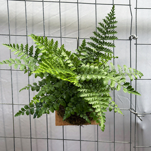 上板吉姆蕨板植鸟巢蕨挂板蕨类植物室内净化空气四季常绿好养绿植