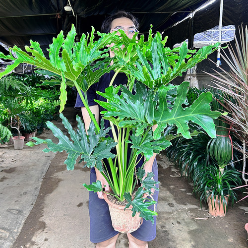 春羽大盆栽龙鳞老桩春羽四季常绿