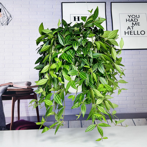 钻石翡翠吊兰豆瓣绿白脉椒草盆栽