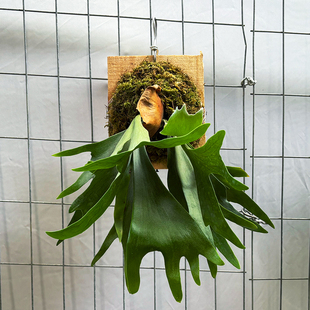 鹿角蕨板植挂板鸟巢蕨吉姆蕨阿波银线狼尾蕨壁挂上板挂墙蕨类植物