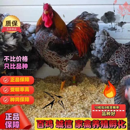 怀特鸡种蛋鱼鳞鸡种蛋受精卵鸡蛋观赏可孵化怀恩鸡受精蛋怀恩多特