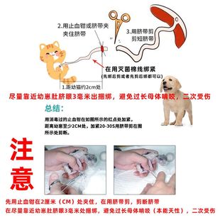 宠物猫咪狗狗接生工具母猫怀孕待产包小猫吸羊水器脐带剪刀全套装