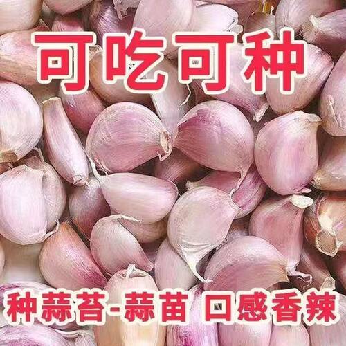 特大大蒜紫皮大蒜瓣手剥2026大蒜头5斤蒜瓣饭店商用蒜苗大蒜种子