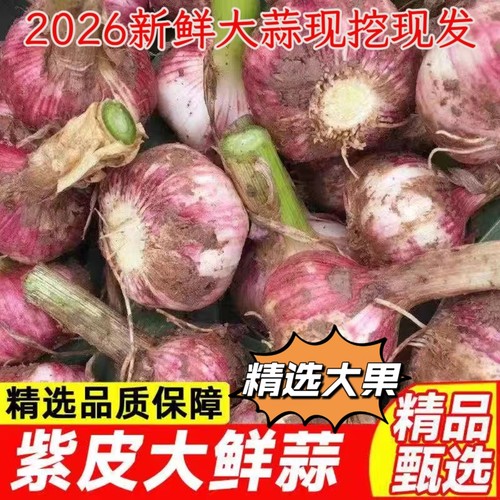 特大蒜新鲜现挖河南农家新鲜大蒜头5斤10斤山东大果新蒜腌糖蒜湿