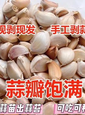 大蒜瓣大蒜头干蒜5斤紫皮饭店商用红根寒蒜大蒜种子农家蒜苔蒜苗