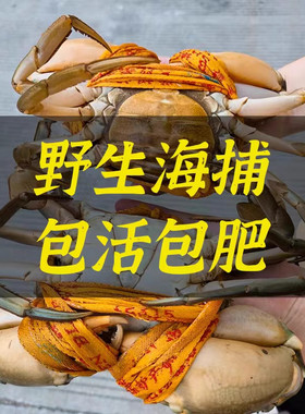三门青蟹大公肉蟹 母膏蟹 螃蟹海鲜特产 鲜活水产 礼盒装公母组合