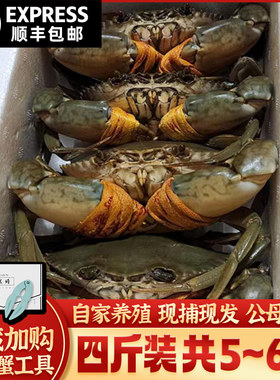 正宗三门青蟹鲜活公母螃蟹特大肉蟹海鲜水产4斤礼盒装共5~6只