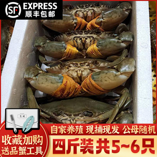 正宗三门青蟹鲜活公母螃蟹特大肉蟹海鲜水产4斤礼盒装共5~6只