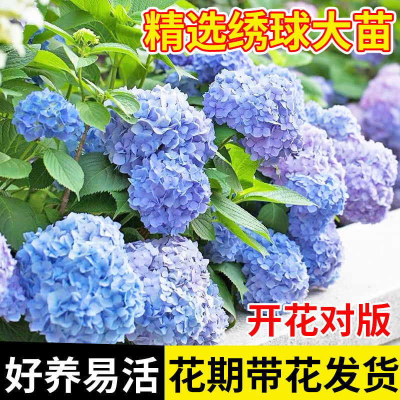 速发绣球花台植物盆栽无尽夏好养花盆季四栽花卉室内苗庭院客厅植