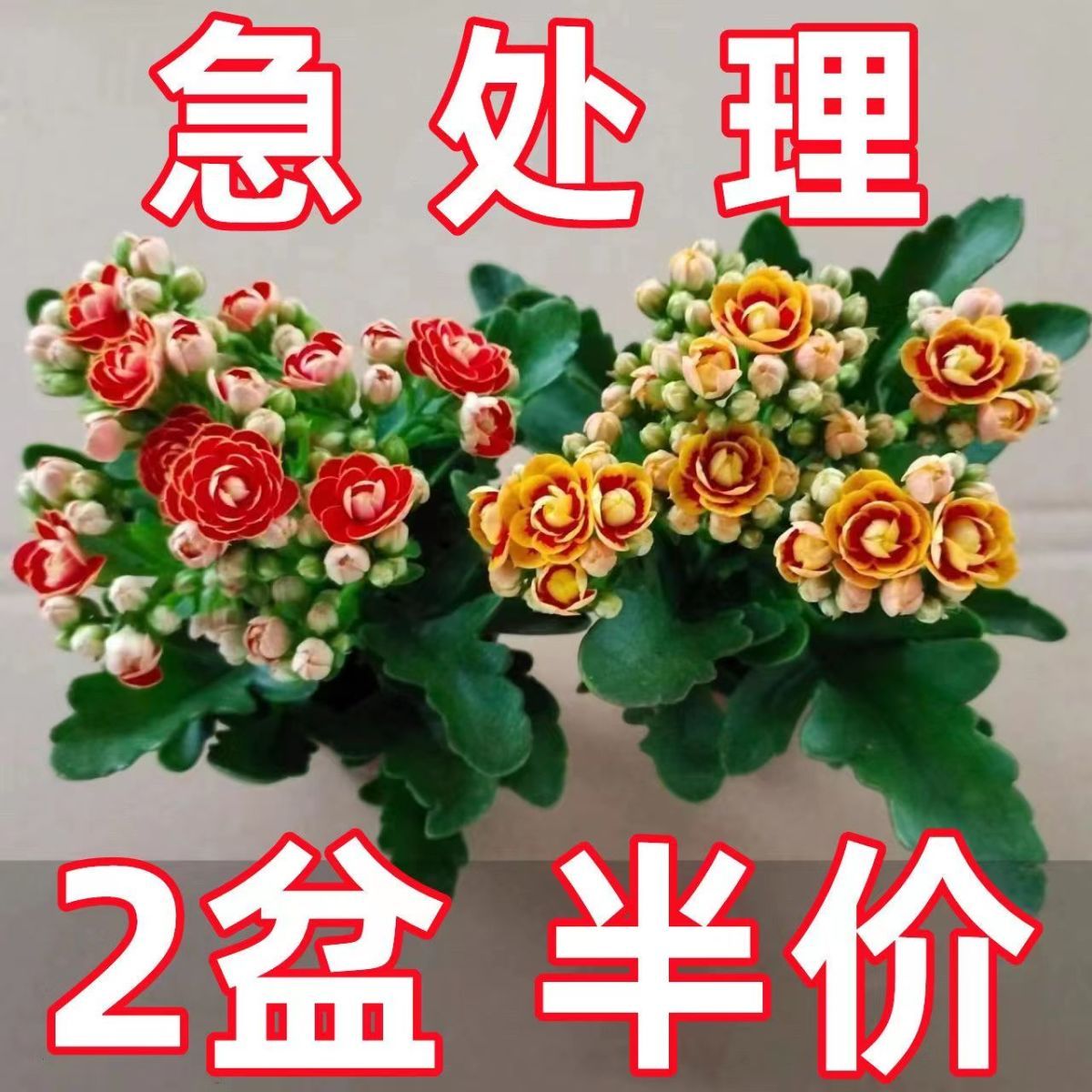 速发【稀有长寿花】花花大盆重瓣四季开花带栽苞室内外花卉